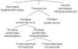 Хай Это Что Значит Простыми Словами Для Понимания