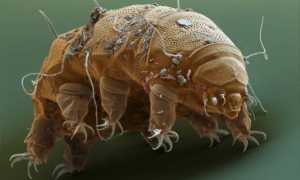 Животное Которое Выживает В Космосе: Удивительные Факты