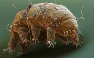 Животное Которое Выживает В Космосе: Удивительные Факты