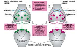 Обратный Захват Норадреналина: Что Это и Как Работает