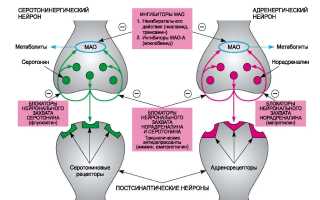 Обратный Захват Норадреналина: Что Это и Как Работает