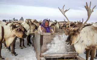 Как Живут Оленеводы На Крайнем Севере В Условиях Климата