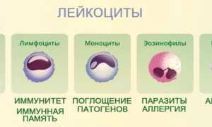 Что Такое Лейкоциты И Лимфоциты: Обзор И Значение
