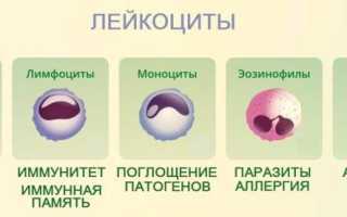 Что Такое Лейкоциты И Лимфоциты: Обзор И Значение