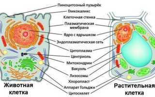 Что Лежит В Основе Структурной Организации Клетки И Её Функции