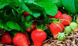 Клубника Как Бизнес В Открытом Грунте: Советы и Рекомендации