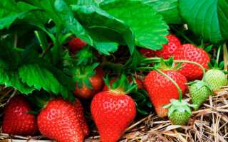 Клубника Как Бизнес В Открытом Грунте: Советы и Рекомендации