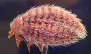 Жук Из Которого Делают Краситель Красный Для Текстиля