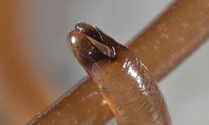 Конский Волос В Воде Чем Опасен Для Здоровья