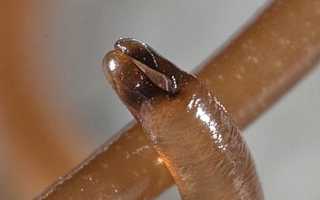 Конский Волос В Воде Чем Опасен Для Здоровья