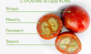 Каскара: Что Это В Кофе Простыми Словами и Как Она Употребляется