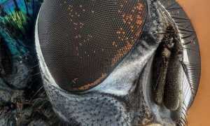 Сколько Фпс У Мухи в Природе