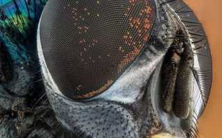 Сколько Фпс У Мухи в Природе