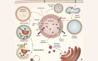 Что Значит Пролекарство Простыми Словами Для Понимания