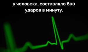 У Кого Самое Быстрое Сердцебиение В Природе