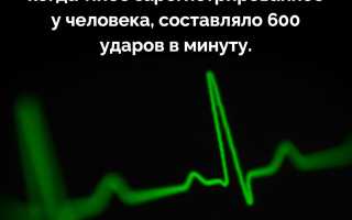 У Кого Самое Быстрое Сердцебиение В Природе
