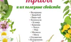 Что Это За Трава и Её Свойства