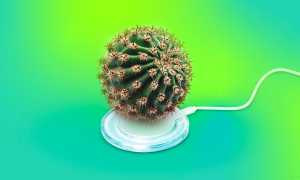 Правда Ли Что Кактусы Поглощают Излучение От Компьютера Научные Исследования