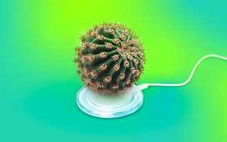 Правда Ли Что Кактусы Поглощают Излучение От Компьютера Научные Исследования