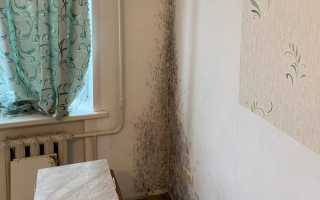 Что Будет Если Дышать Черной Плесенью: Влияние на Здоровье