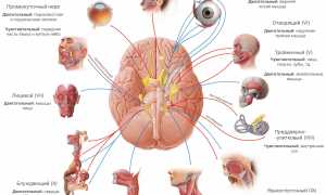 Сколько Всего Нервных Клеток У Человека В Организме