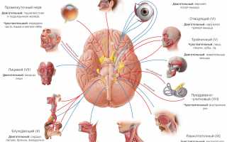 Сколько Всего Нервных Клеток У Человека В Организме