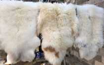 Как почистить овечью шкуру в домашних условиях: способы