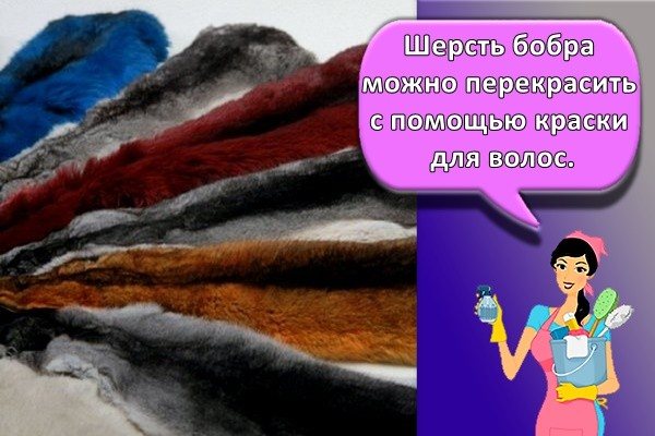 Шерсть бобра